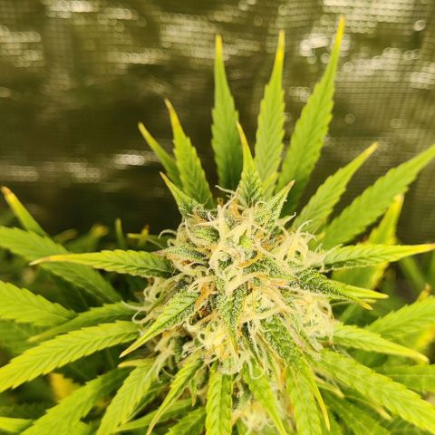 Northem light  growlog timeline photo