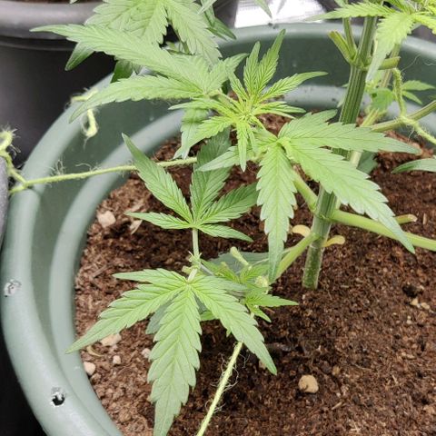 Northem light  growlog timeline photo