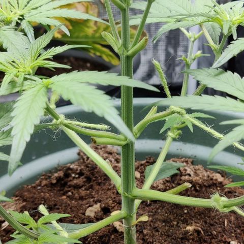 Northem light  growlog timeline photo
