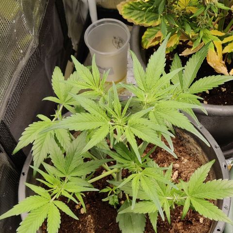 Banana Purple Punch Auto growlog timeline photo
