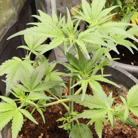 Banana Purple Punch Auto growlog timeline photo
