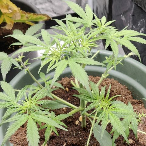 Northem light  growlog timeline photo