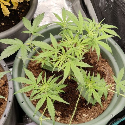 Northem light  growlog timeline photo