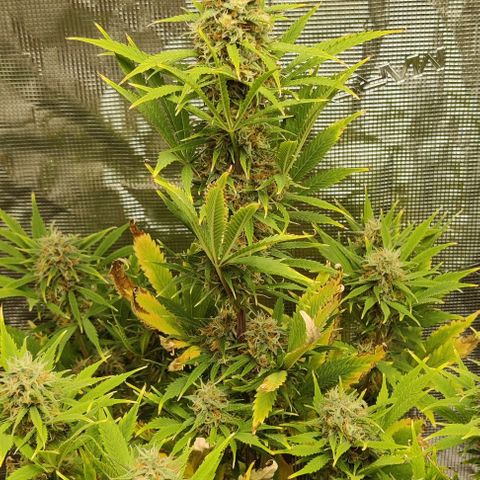 Northem light  growlog timeline photo