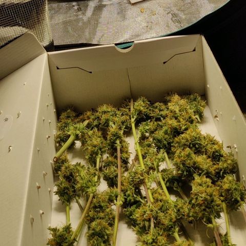 Northem light  growlog timeline photo