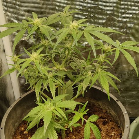 Banana Purple Punch Auto growlog timeline photo