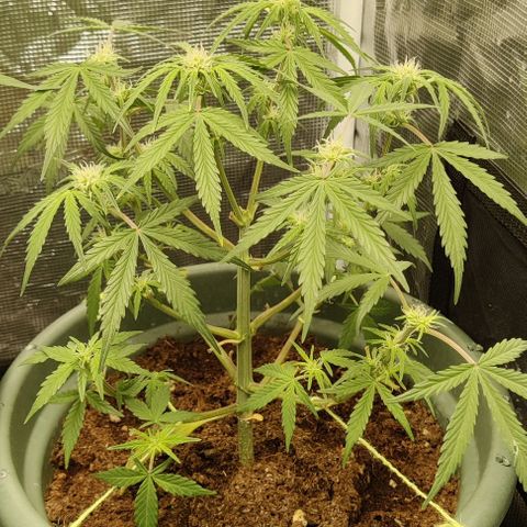 Northem light  growlog timeline photo