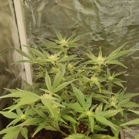 Banana Purple Punch Auto growlog timeline photo