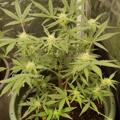 Northem light  growlog timeline photo