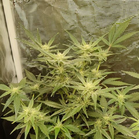 Banana Purple Punch Auto growlog timeline photo