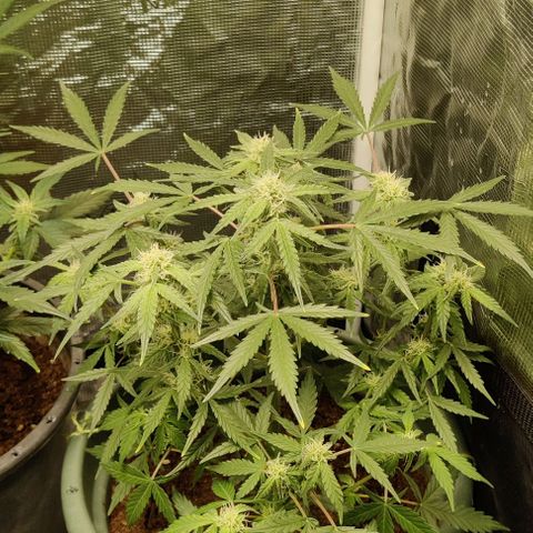 Northem light  growlog timeline photo
