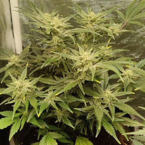 Banana Purple Punch Auto growlog timeline photo