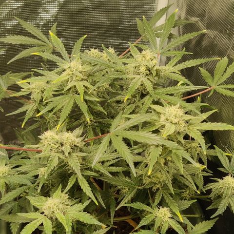Northem light  growlog timeline photo