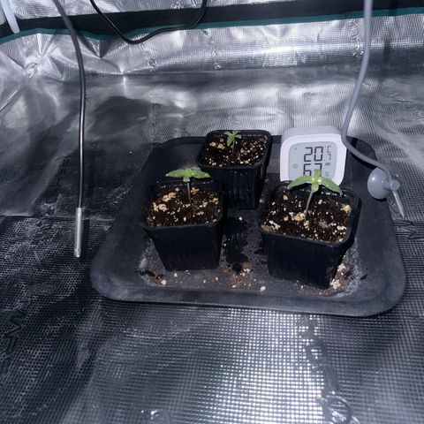 Zunami growlog timeline photo
