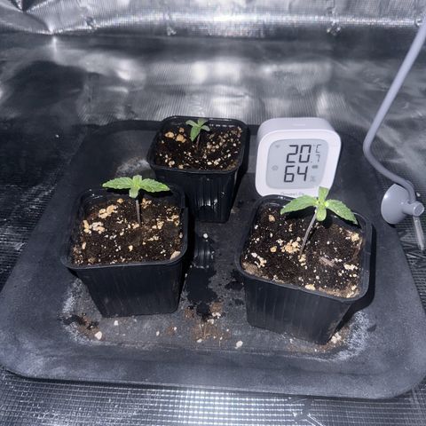 Zunami growlog timeline photo