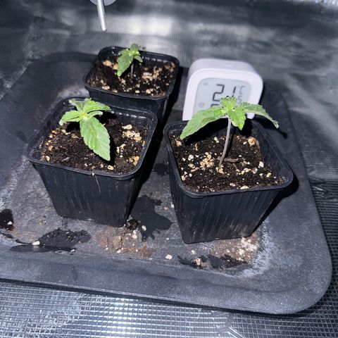Zunami growlog timeline photo