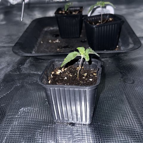 Zunami growlog timeline photo