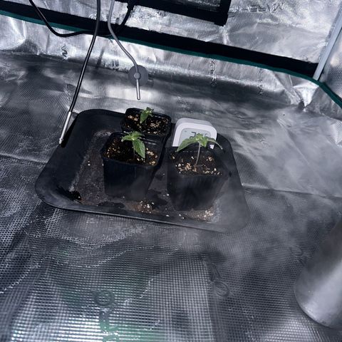 Zunami growlog timeline photo