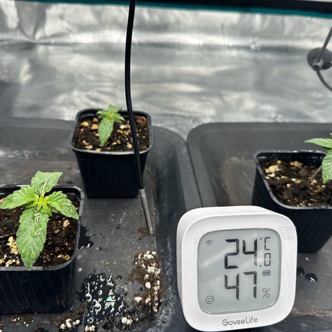 Zunami growlog timeline photo