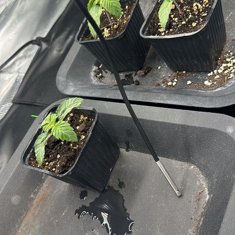 Zunami growlog timeline photo