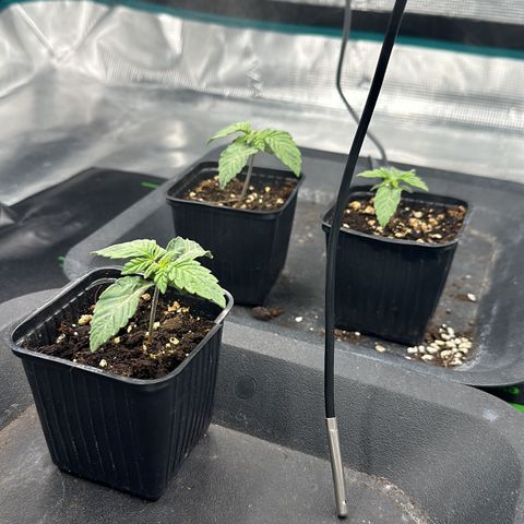 Zunami growlog timeline photo