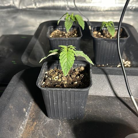 Zunami growlog timeline photo