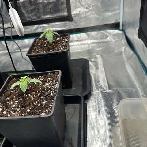 Zunami growlog timeline photo