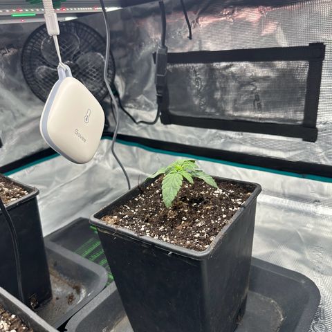 Zunami growlog timeline photo