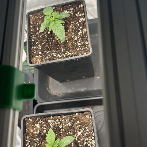 Zunami growlog timeline photo