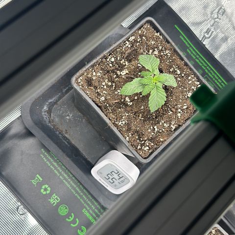 Zunami growlog timeline photo