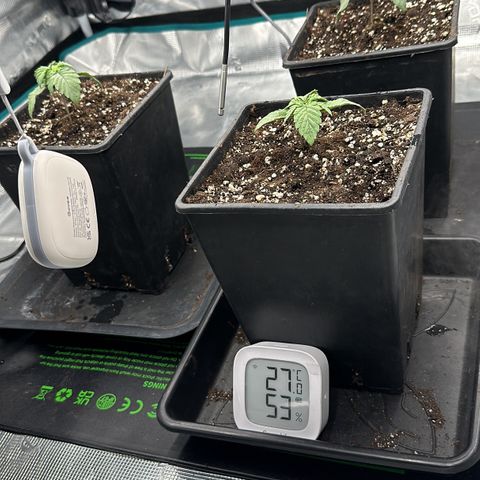 Zunami growlog timeline photo