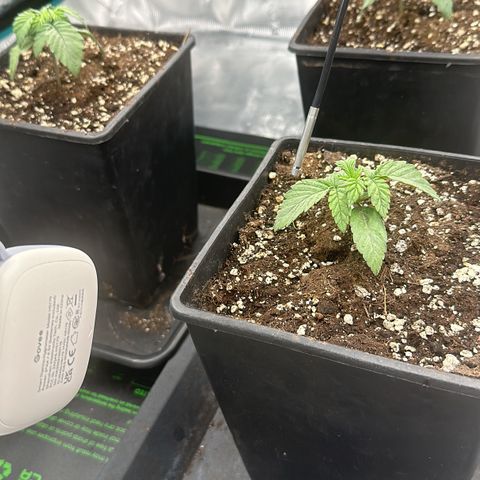 Zunami growlog timeline photo