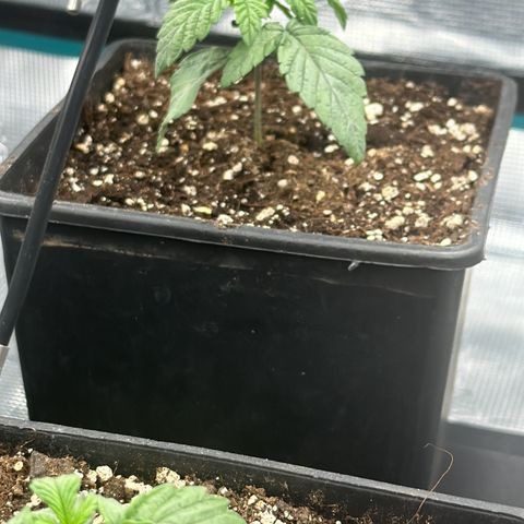 Zunami growlog timeline photo