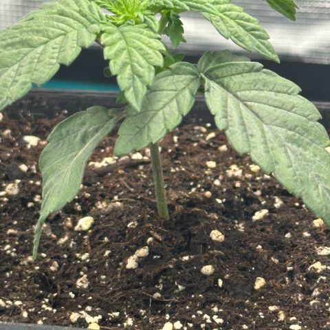 Zunami growlog timeline photo