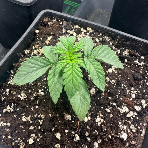 Zunami growlog timeline photo