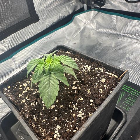 Zunami growlog timeline photo