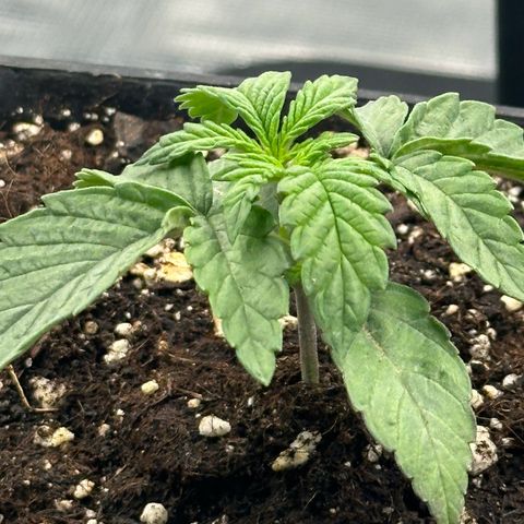 Zunami growlog timeline photo