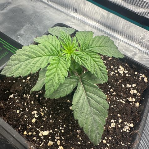 Zunami growlog timeline photo
