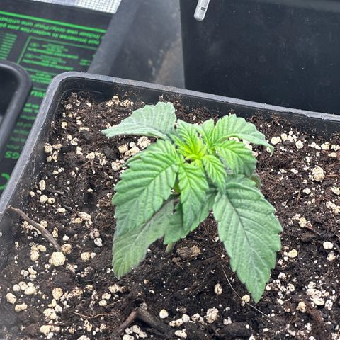 Zunami growlog timeline photo