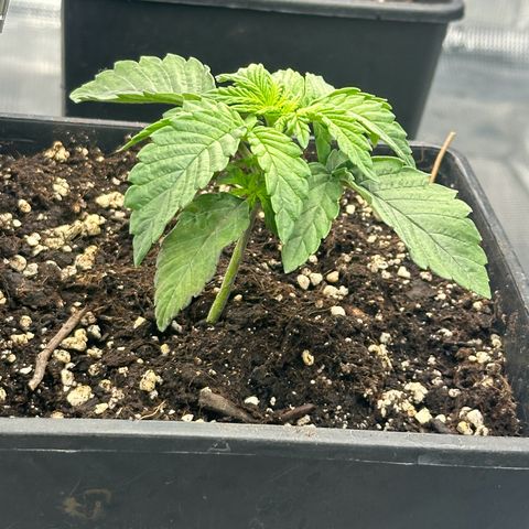 Zunami growlog timeline photo