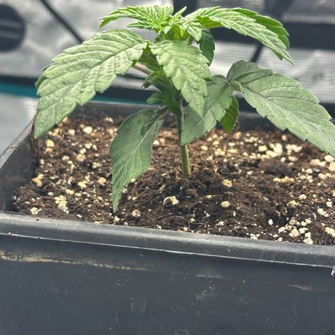 Zunami growlog timeline photo