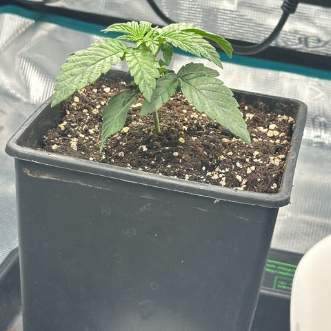 Zunami growlog timeline photo