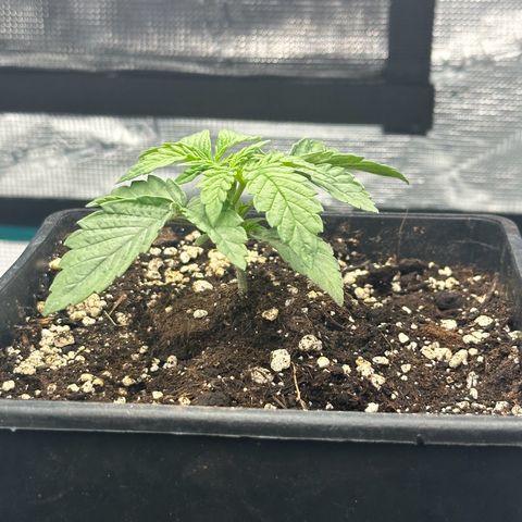 Zunami growlog timeline photo