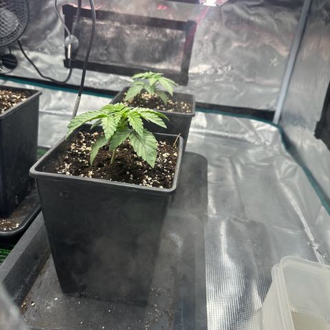 Zunami growlog timeline photo
