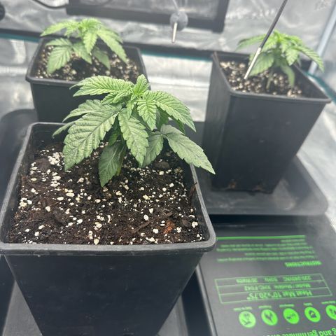Zunami growlog timeline photo