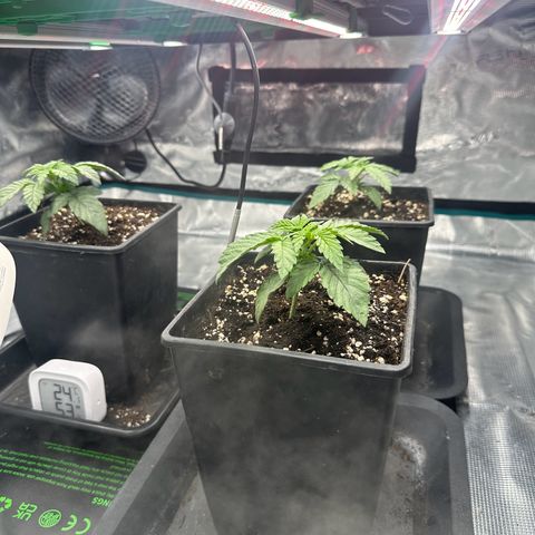 Zunami growlog timeline photo