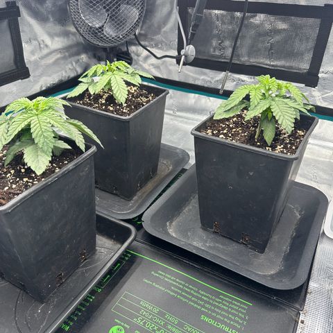 Zunami growlog timeline photo