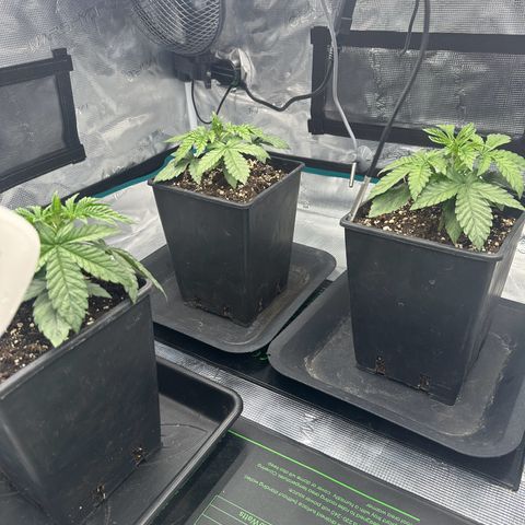 Zunami growlog timeline photo