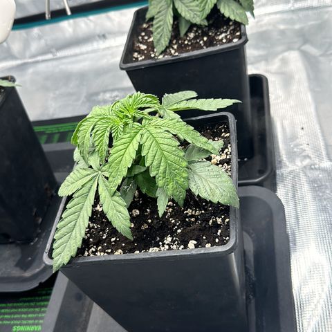 Zunami growlog timeline photo
