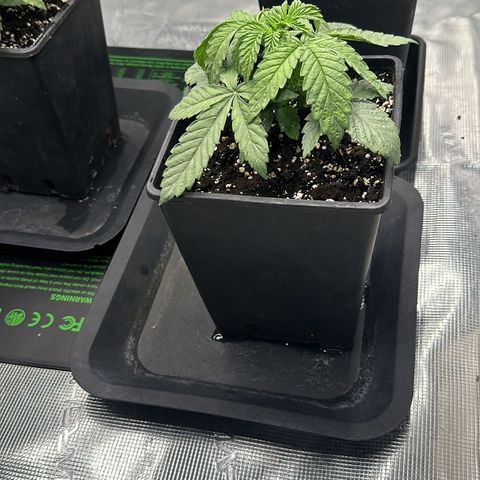 Zunami growlog timeline photo